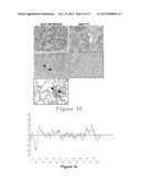 NOVEL IDENTIFIED ONCOGENE WITH KINASE-DOMAIN (NOK) diagram and image