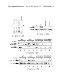 NOVEL IDENTIFIED ONCOGENE WITH KINASE-DOMAIN (NOK) diagram and image