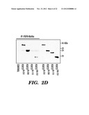 INHIBITING BINDING OF FGF23 TO THE BINARY FGFR-KLOTHO COMPLEX FOR THE     TREATMENT OF HYPOPHOSPHATEMIA diagram and image