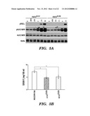 INHIBITING BINDING OF FGF23 TO THE BINARY FGFR-KLOTHO COMPLEX FOR THE     TREATMENT OF HYPOPHOSPHATEMIA diagram and image