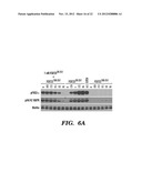 INHIBITING BINDING OF FGF23 TO THE BINARY FGFR-KLOTHO COMPLEX FOR THE     TREATMENT OF HYPOPHOSPHATEMIA diagram and image