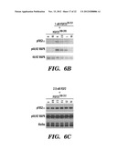 INHIBITING BINDING OF FGF23 TO THE BINARY FGFR-KLOTHO COMPLEX FOR THE     TREATMENT OF HYPOPHOSPHATEMIA diagram and image