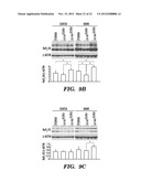 INHIBITING BINDING OF FGF23 TO THE BINARY FGFR-KLOTHO COMPLEX FOR THE     TREATMENT OF HYPOPHOSPHATEMIA diagram and image