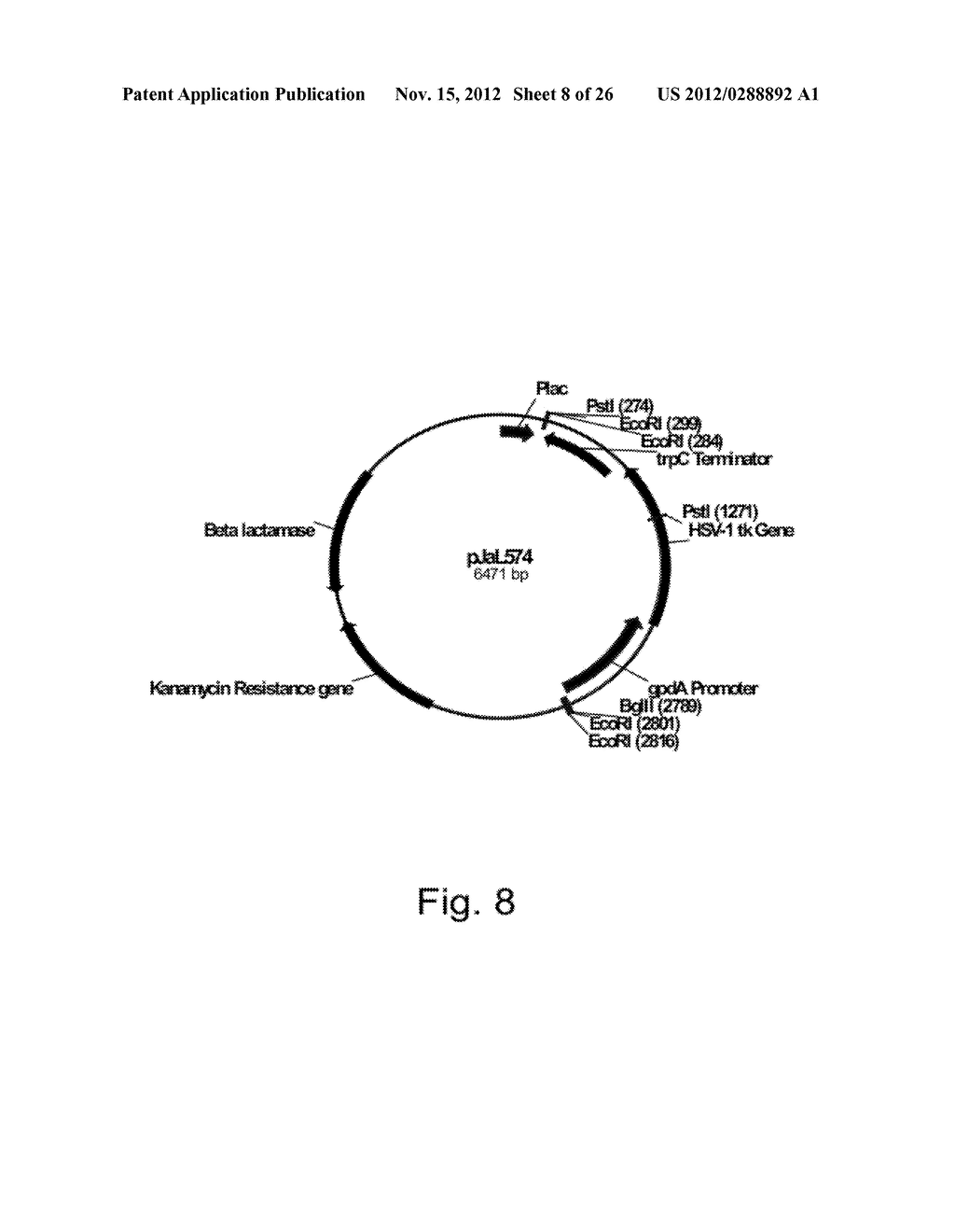 Methods for Producing Polypeptidies in Protease-Deficient Mutants of     Trichoderma - diagram, schematic, and image 09