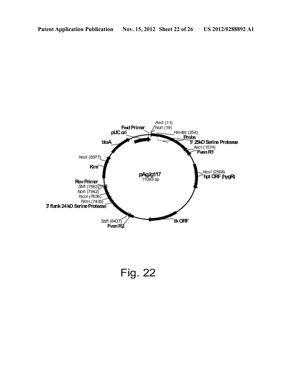 Methods for Producing Polypeptidies in Protease-Deficient Mutants of     Trichoderma - diagram, schematic, and image 23