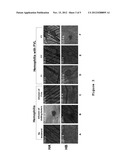 Compositions and Methods for Modulating Hemostasis Using Variant Forms of     Activated Factor V diagram and image