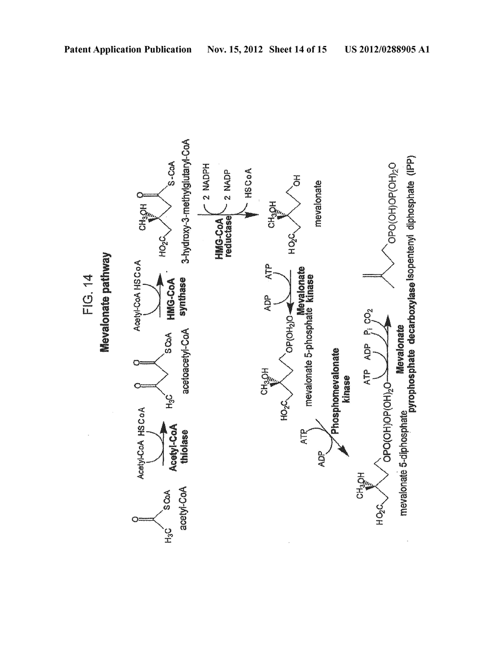 POLYNUCLEOTIDES ENCODING ISOPRENOID MODIFYING ENZYMES AND METHODS OF USE     THEREOF - diagram, schematic, and image 15