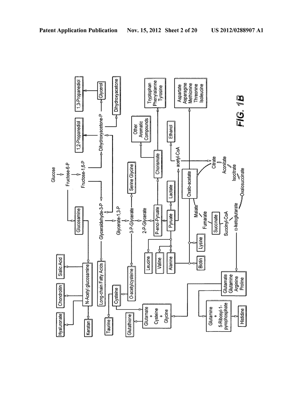 Glucose Transport Mutants for Production of Biomaterial - diagram, schematic, and image 03