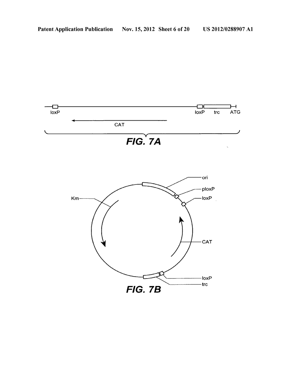 Glucose Transport Mutants for Production of Biomaterial - diagram, schematic, and image 07