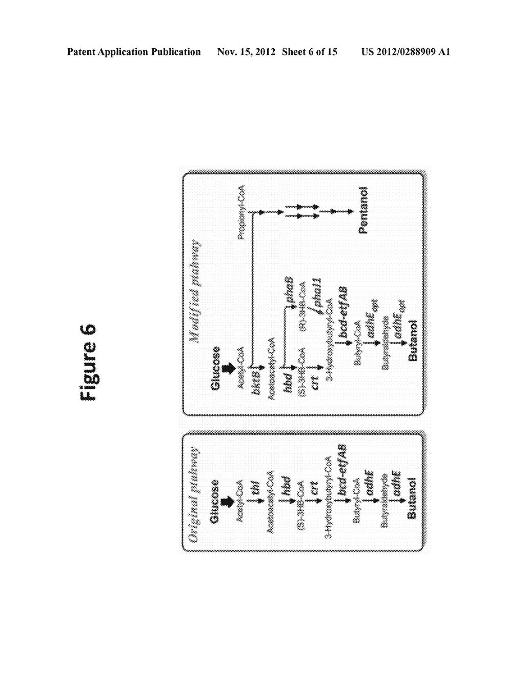 MICROBIAL PRODUCTION OF PENTANOL FROM GLUCOSE OR GLYCEROL - diagram, schematic, and image 07