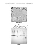 NOVEL FUSION PARTNERS FOR THE PURPOSE OF CRYSTALLIZING G-PROTEIN COUPLED     RECEPTORS diagram and image