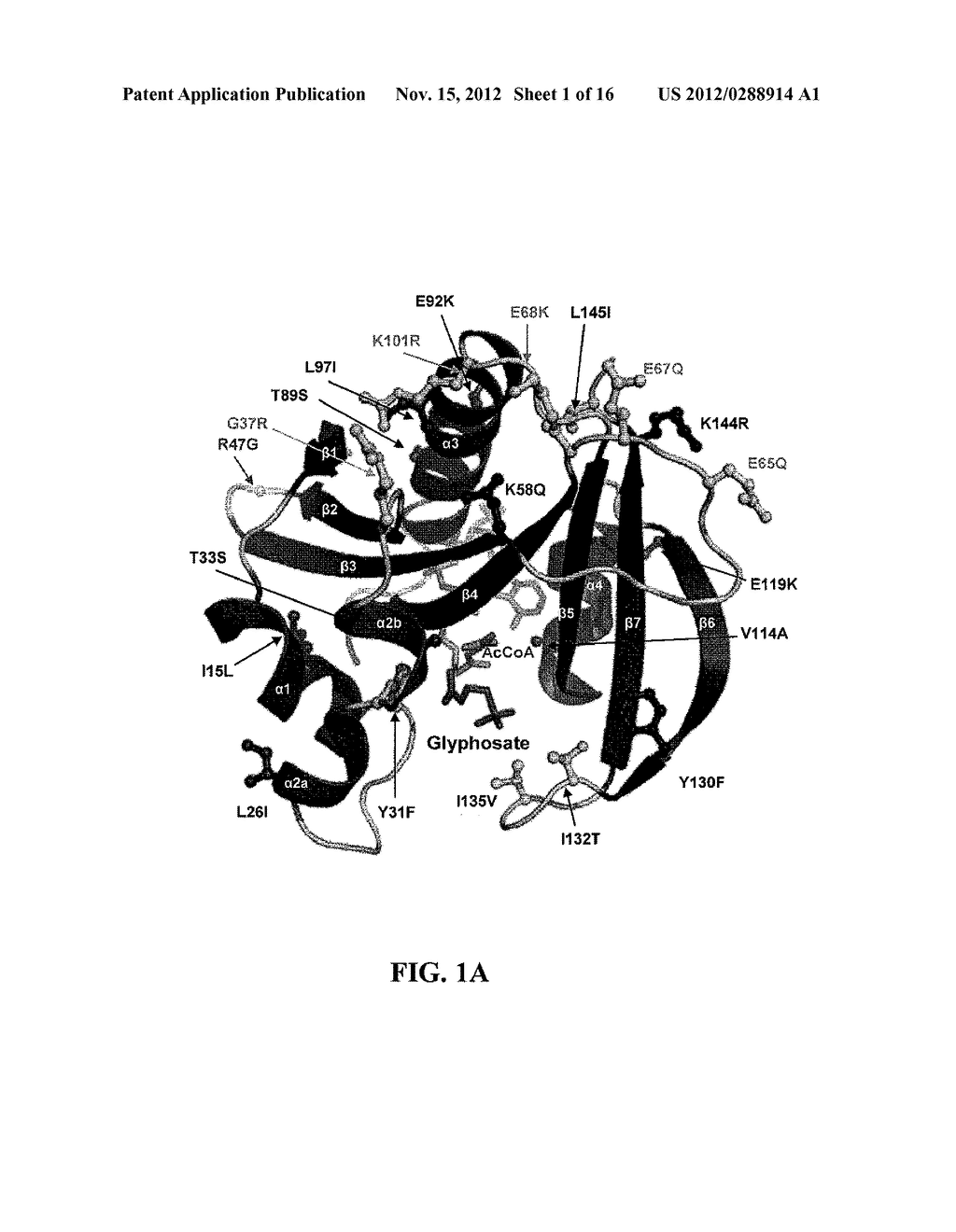 CRYSTAL STRUCTURE OF GLYPHOSATE ACETYLTRANSFERASE (GLYAT) AND METHODS OF     USE - diagram, schematic, and image 02