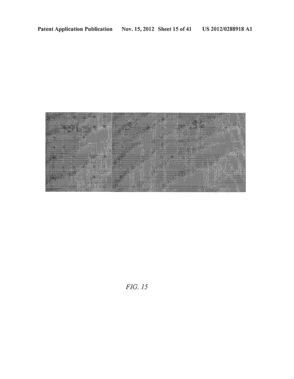 SALT TOLERANT ORGANISMS - diagram, schematic, and image 16