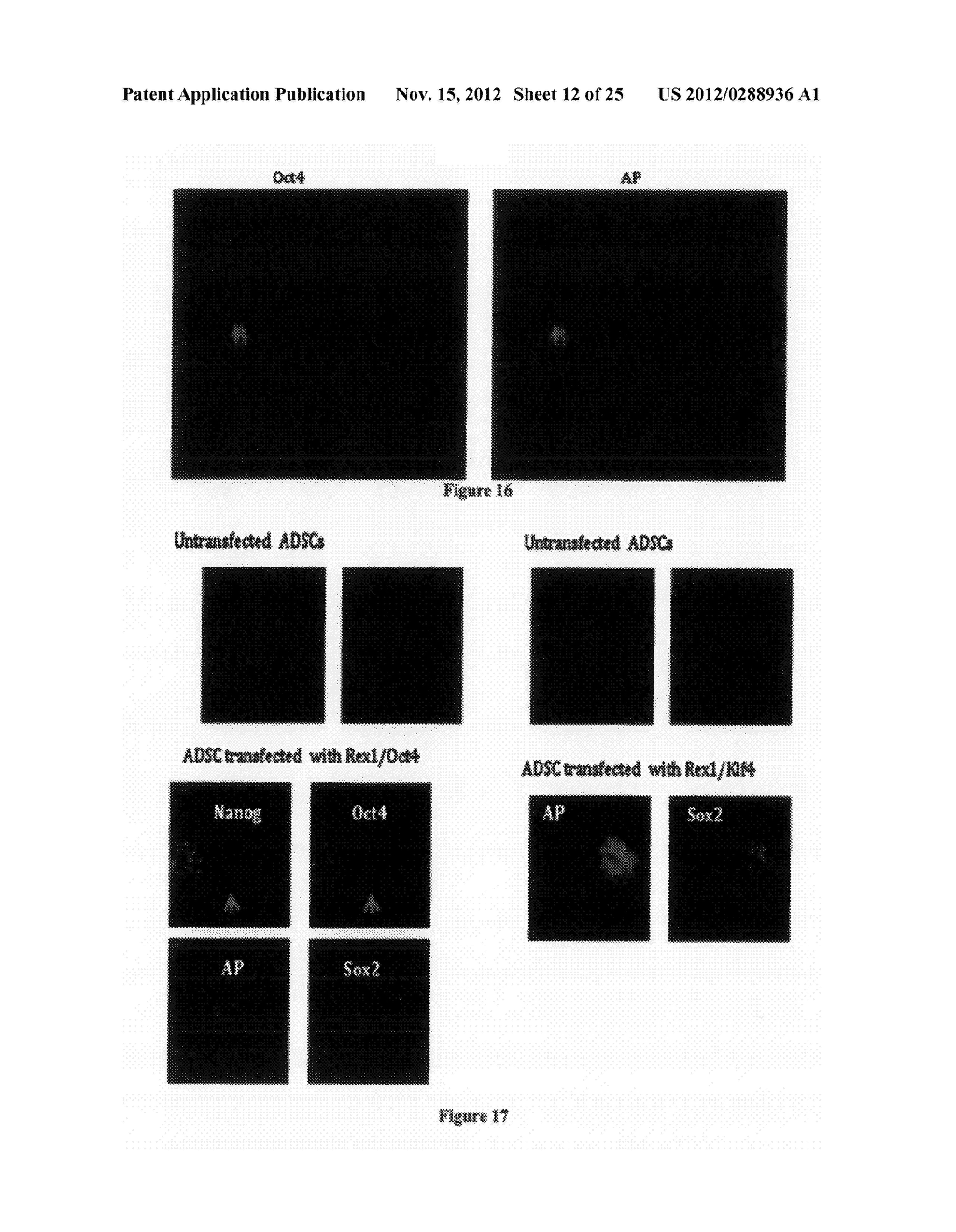 METHODS FOR REPROGRAMMING CELLS AND USES THEREOF - diagram, schematic, and image 13