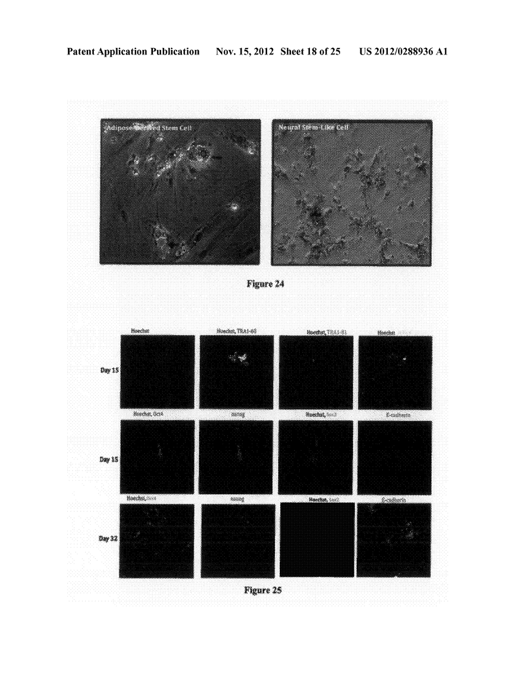 METHODS FOR REPROGRAMMING CELLS AND USES THEREOF - diagram, schematic, and image 19