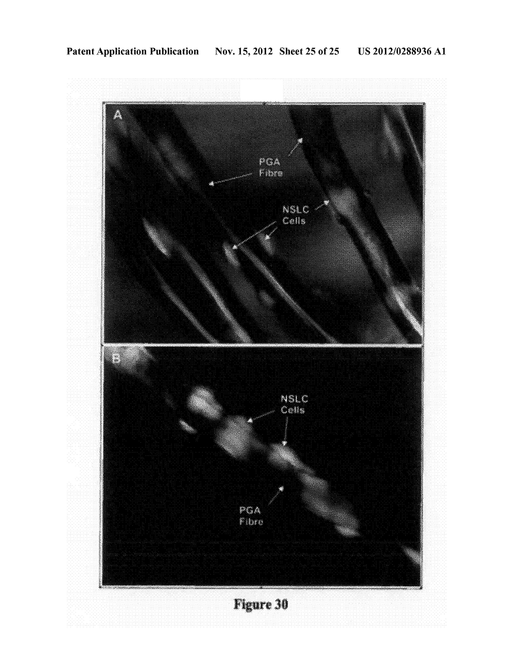 METHODS FOR REPROGRAMMING CELLS AND USES THEREOF - diagram, schematic, and image 26