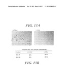 USE OF MEGANUCLEASES FOR INDUCING HOMOLOGOUS RECOMBINATION EX VIVO AND IN     TOTO IN VERTEBRATE SOMATIC TISSUES AND APPLICATION THEREOF diagram and image