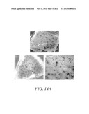 USE OF MEGANUCLEASES FOR INDUCING HOMOLOGOUS RECOMBINATION EX VIVO AND IN     TOTO IN VERTEBRATE SOMATIC TISSUES AND APPLICATION THEREOF diagram and image