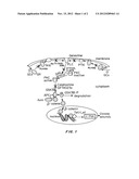 Compositions and Methods for Promoting Epithelialization and Wound Closure diagram and image