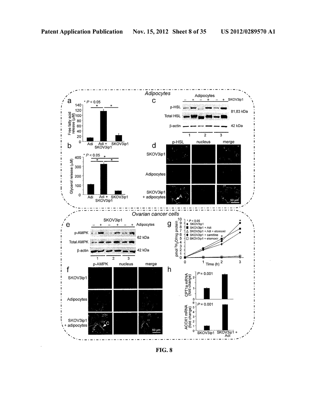 COMPOSITIONS AND METHODS FOR TREATING AND/OR PREVENTING CANCER BY     INHIBITING FATTY ACID BINDING PROTEINS - diagram, schematic, and image 09