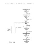 OPTIMIZED STRAINS OF YARROWIA LIPOLYTICA FOR HIGH EICOSAPENTAENOIC ACID     PRODUCTION diagram and image