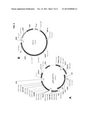 OPTIMIZED STRAINS OF YARROWIA LIPOLYTICA FOR HIGH EICOSAPENTAENOIC ACID     PRODUCTION diagram and image