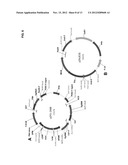 OPTIMIZED STRAINS OF YARROWIA LIPOLYTICA FOR HIGH EICOSAPENTAENOIC ACID     PRODUCTION diagram and image