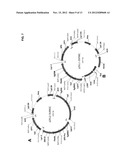 OPTIMIZED STRAINS OF YARROWIA LIPOLYTICA FOR HIGH EICOSAPENTAENOIC ACID     PRODUCTION diagram and image