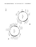 OPTIMIZED STRAINS OF YARROWIA LIPOLYTICA FOR HIGH EICOSAPENTAENOIC ACID     PRODUCTION diagram and image