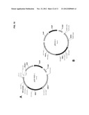 OPTIMIZED STRAINS OF YARROWIA LIPOLYTICA FOR HIGH EICOSAPENTAENOIC ACID     PRODUCTION diagram and image