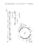 OPTIMIZED STRAINS OF YARROWIA LIPOLYTICA FOR HIGH EICOSAPENTAENOIC ACID     PRODUCTION diagram and image