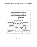 METHOD FOR INDUCING UDP-GLUCURONOSYLTRANSFERASE ACTIVITY USING     PTEROSTILBENE diagram and image