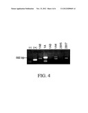 METHOD FOR INDUCING UDP-GLUCURONOSYLTRANSFERASE ACTIVITY USING     PTEROSTILBENE diagram and image