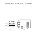 METHOD FOR INDUCING UDP-GLUCURONOSYLTRANSFERASE ACTIVITY USING     PTEROSTILBENE diagram and image