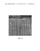 POLYELECTROLYTE-COATED SIZE-EXCLUSION ION-EXCHANGE PARTICLES diagram and image