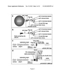 ANTI-TEM1 ANTIBODIES AND USES THEREOF diagram and image