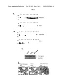 TARGETING TUMOR CELLS WITH CHEMOTHERAPEUTIC AGENTS CONJUGATED TO     MATRIPTASE ANTIBODIES diagram and image