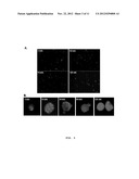 TARGETING TUMOR CELLS WITH CHEMOTHERAPEUTIC AGENTS CONJUGATED TO     MATRIPTASE ANTIBODIES diagram and image