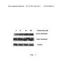 TARGETING TUMOR CELLS WITH CHEMOTHERAPEUTIC AGENTS CONJUGATED TO     MATRIPTASE ANTIBODIES diagram and image