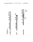 DNA regulatory element for the expression of transgenes in neurons of a     subject and uses thereof diagram and image