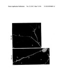 DNA regulatory element for the expression of transgenes in neurons of a     subject and uses thereof diagram and image