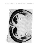 DNA regulatory element for the expression of transgenes in neurons of a     subject and uses thereof diagram and image