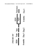 DNA regulatory element for the expression of transgenes in neurons of a     subject and uses thereof diagram and image