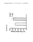 DNA regulatory element for the expression of transgenes in neurons of a     subject and uses thereof diagram and image