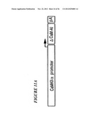 DNA regulatory element for the expression of transgenes in neurons of a     subject and uses thereof diagram and image