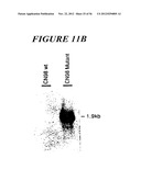 DNA regulatory element for the expression of transgenes in neurons of a     subject and uses thereof diagram and image