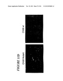 DNA regulatory element for the expression of transgenes in neurons of a     subject and uses thereof diagram and image