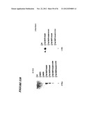 DNA regulatory element for the expression of transgenes in neurons of a     subject and uses thereof diagram and image