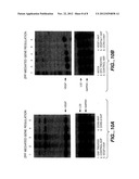 Regulation of endogenous gene expression in cells using zinc finger     proteins diagram and image