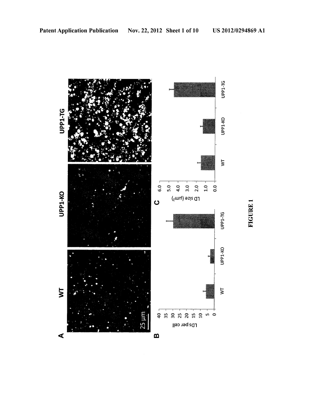 Methods for Treating Fatty Liver Disease - diagram, schematic, and image 02